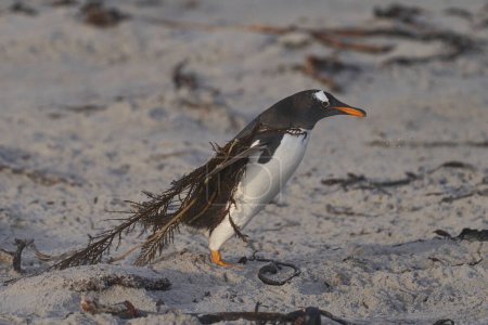 Foto de Gentoo Penguin tangled in seaweed after coming ashore on Sea Lion Island in the Falkland Islands. - Imagen libre de derechos