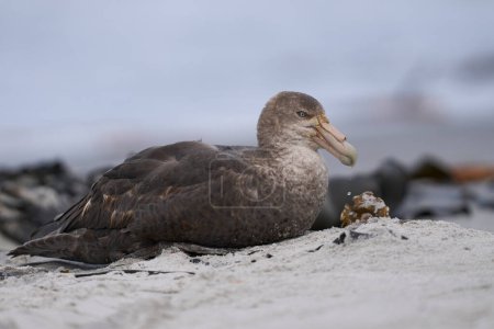 Photo for Southern Giant Petrel (Macronectes giganteus) on a sandy beach on Sea Lion Island in the Falkland Islands. - Royalty Free Image