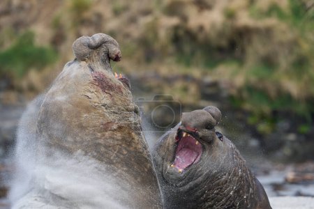 Photo for Southern Elephant Seal (Mirounga leonina) fights with a rival for control of a large harem of females during the breeding season on Sea Lion Island in the Falkland Islands. - Royalty Free Image
