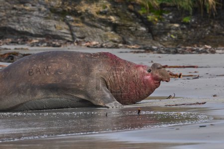 Photo for Southern Elephant Seal (Mirounga leonina) retreats into the sea after losing a fight with a rival for control of a large harem of females during the breeding season on Sea Lion Island in the Falkland Islands. - Royalty Free Image