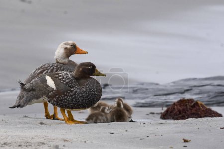 Photo for Falkland Steamer Duck (Tachyeres brachypterus) with recently hatched chicks on a sandy beach on Sea Lion Island in the Falkland Islands. - Royalty Free Image