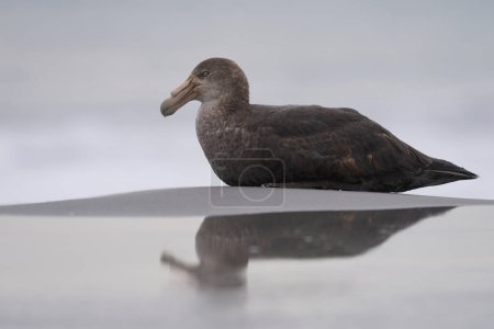 Photo for Southern Giant Petrel (Macronectes giganteus) on a sandy beach on Sea Lion Island in the Falkland Islands. - Royalty Free Image