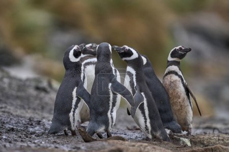 Téléchargez les photos : Penguins socialising on the beach after coming ashore on Sea Lion Island in the Falkland Islands. - en image libre de droit