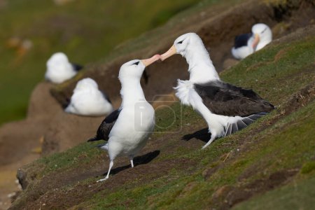 Téléchargez les photos : Paire d'Albatros à bractées noires (Thalassarche melanophrys) courtisant sur les falaises de l'île Saunders dans les îles Malouines. - en image libre de droit