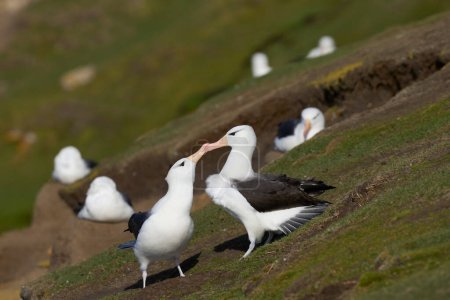 Téléchargez les photos : Paire d'Albatros à bractées noires (Thalassarche melanophrys) courtisant sur les falaises de l'île Saunders dans les îles Malouines. - en image libre de droit