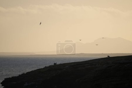 Photo for Black-browed Albatross (Thalassarche melanophrys) in flight at dusk along the cliffs of Saunders Island in the Falkland Islands. - Royalty Free Image