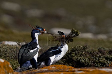 Foto de Pareja de Imperial Shag (Phalacrocorax atriceps albiventer) luchando por el material de anidación en los acantilados de las Islas Saunders en las Islas Malvinas. - Imagen libre de derechos