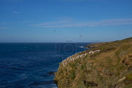 Téléchargez les photos : Colonie d'Albatros à bractées noires (Thalassarche melanophrys) sur les falaises de l'île Saunders dans les îles Malouines
. - en image libre de droit