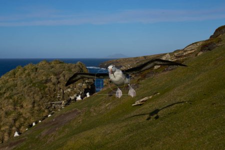 Téléchargez les photos : Colonie d'Albatros à bractées noires (Thalassarche melanophrys) sur les falaises de l'île Saunders dans les îles Malouines
. - en image libre de droit