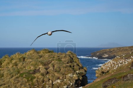 Téléchargez les photos : Albatros à bractées noires (Thalassarche melanophrys) en vol le long des falaises de l'île Saunders dans les îles Malouines
. - en image libre de droit
