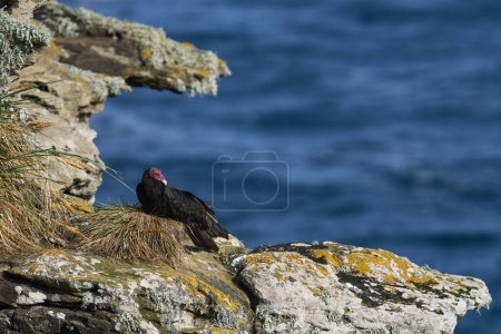 Photo for Turkey Vulture (Cathartes aura jota) on the cliffs of Saunders Island in the Falkland Islands. - Royalty Free Image
