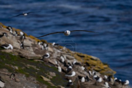 Téléchargez les photos : Albatros à bractées noires (Thalassarche melanophrys) en vol le long des falaises de l'île Saunders dans les îles Malouines
. - en image libre de droit