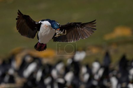 Foto de Imperial Shag (Phalacrocorax atriceps albiventer) aterrizaje con vegetación para ser utilizado como material de anidación en la isla Saunders en las Islas Malvinas - Imagen libre de derechos