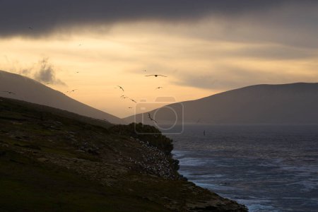 Téléchargez les photos : Albatros à bractées noires (Thalassarche melanophrys) en vol au crépuscule le long des falaises de l'île Saunders dans les îles Malouines. - en image libre de droit