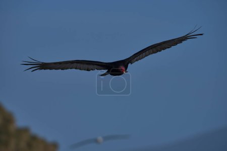 Photo for Turkey Vulture (Cathartes aura jota) in flight over Saunders Island in the Falkland Islands. - Royalty Free Image