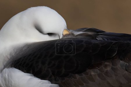 Téléchargez les photos : Albatros bruns (Thalassarche melanophrys) avec la tête cachée sous l'aile. Île de Saunders dans les îles Malouines
. - en image libre de droit