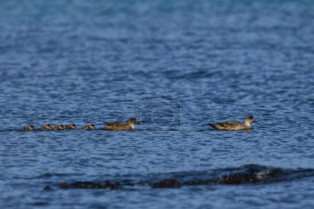 Téléchargez les photos : Canard à crête (Lophonetta specularioides specularioides) avec des poussins récemment éclos nageant le long de la côte de l'île Carcass dans les îles Malouines. - en image libre de droit