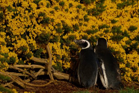 Foto de Pingüino de Magallanes (Spheniscus magellanicus) de pie entre los arbustos florales de primavera en la isla Carcass en las Islas Malvinas
. - Imagen libre de derechos