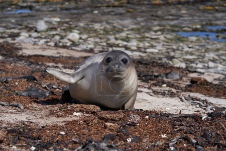 Foto de Southern Elephant Seal (Mirounga leonina) pup on the coast of Carcass Island in the Falkland Islands. - Imagen libre de derechos