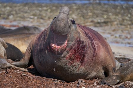 Photo for Battle scarred male Southern Elephant Seal (Mirounga leonina) during the breeding season on Carcass Island in the Falkland Islands. - Royalty Free Image