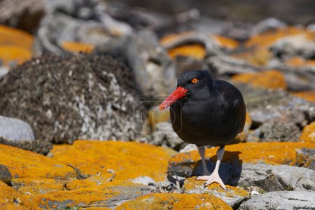 Photo for Blackish Oystercatchers (Haematopus ater) on the rocky shore of Carcass Island in the Falkland Islands. - Royalty Free Image