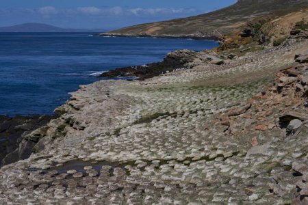 Foto de Colonia reproductora de Imperial Shag (Phalacrocorax atriceps albiventer) en la costa de la isla de Carcass en las Islas Malvinas
. - Imagen libre de derechos