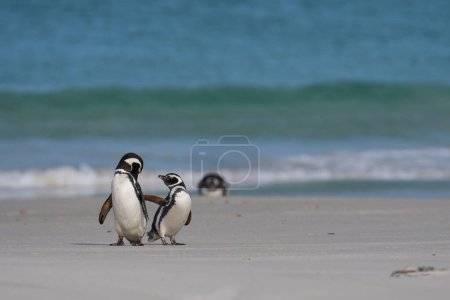 Foto de Pingüinos acariciándose en la playa después de desembarcar en la isla Sea Lion en las Islas Malvinas. - Imagen libre de derechos