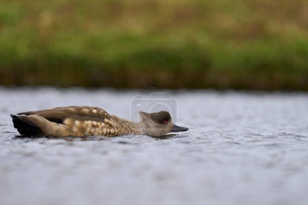 Téléchargez les photos : Crested Duck (Lophonetta specularioides specularioides) displaying in a pond on Carcass Island in the Falkland Islands. - en image libre de droit