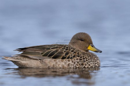 Téléchargez les photos : Falkland Steamer Duck (Tachyeres brachypterus) in. piscine d'eau sur la côte de l'île Bleaker dans les îles Malouines - en image libre de droit