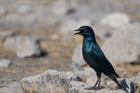 Photo for Scenic shot of small bird in beautiful Namibian desert - Royalty Free Image
