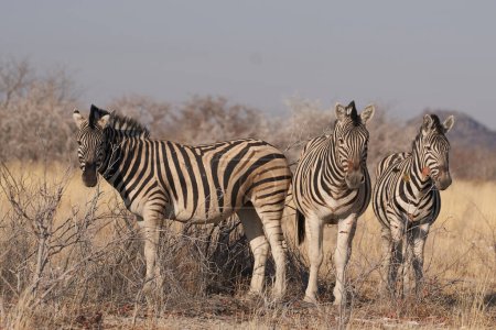 Téléchargez les photos : Burchell's Zebra (Equus burchellii) in Etosha National Park, Namibia - en image libre de droit