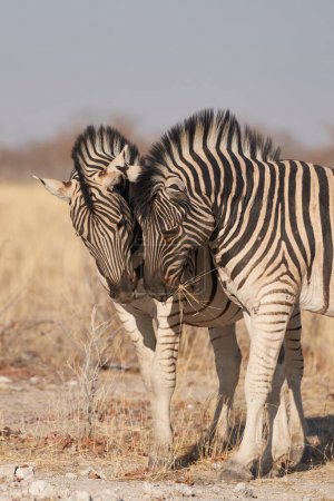 Téléchargez les photos : Burchell's Zebra (Equus burchellii) in Etosha National Park, Namibia - en image libre de droit