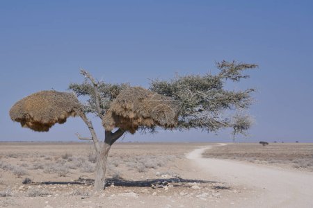 Photo for Scenic shot of tree in beautiful Namibian desert - Royalty Free Image