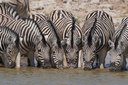 Téléchargez les photos : Group of Burchell's Zebra (Equus burchellii) drinking at a waterhole in Etosha National Park, Namibia - en image libre de droit