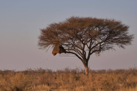 Foto de Gran nido comunal del pájaro tejedor sociable en la parte superior de un árbol grande. Sudafrica - Imagen libre de derechos