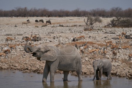 Foto de African elephants (Loxodonta africana) at a crowded waterhole in Etosha National Park, Namibia - Imagen libre de derechos