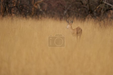 Téléchargez les photos : Prise de vue panoramique de Springok (Antidorcas marsupialis) dans les prairies du parc national d'Etosha, en Namibie - en image libre de droit
