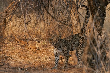 Téléchargez les photos : Leopard (Panthera pardus) marking its territory in Okonjima Nature Reserve, Namibia - en image libre de droit