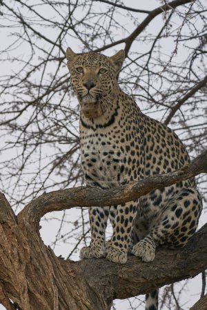 Téléchargez les photos : Proie harceleuse du léopard (Panthera pardus) dans la réserve naturelle d'Okonjima, en Namibie - en image libre de droit