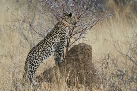 Téléchargez les photos : Proie harceleuse du léopard (Panthera pardus) dans la réserve naturelle d'Okonjima, en Namibie - en image libre de droit