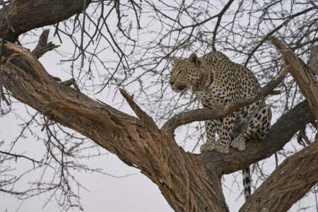 Téléchargez les photos : Leopard (Panthera pardus) stalking prey in Okonjima Nature Reserve, Namibia - en image libre de droit