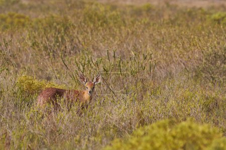 Foto de Male Steenbok (Raphicerus campestris) browsing on grasses in Etosha National Park, Namibia. - Imagen libre de derechos