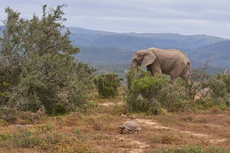 Photo for Large male African Elephant (Loxodonta africana) feeding in the dry arid landscape of Etosha National Park, Namibia - Royalty Free Image