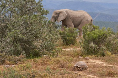 Foto de Elefante africano macho grande (Loxodonta africana) alimentándose en el árido paisaje seco del Parque Nacional Etosha, Namibia - Imagen libre de derechos