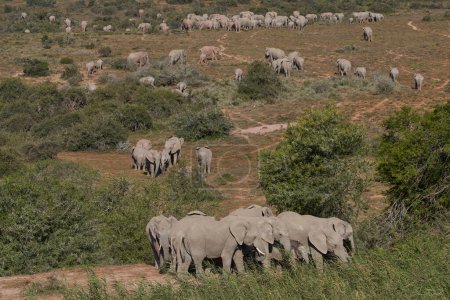 Téléchargez les photos : Éléphants d'Afrique (Loxodonta africana) buvant dans un trou d'eau dans le parc national Addo Elephant, Cap occidental, Afrique du Sud - en image libre de droit