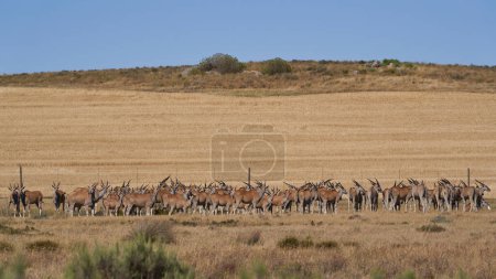 Foto de Large group of Springok (Antidorcas marsupialis) sheltering from the mid day under a tree at a waterhole in Etosha National Park, Namibia - Imagen libre de derechos