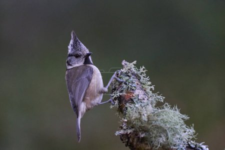 Téléchargez les photos : Crested Tit (Lophophanes cristatus) in a pine forest in the highlands of Scotland, United Kingdom. - en image libre de droit