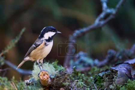 Téléchargez les photos : Coal Tit (Periparus ater) in a pine forest in the highlands of Scotland, United Kingdom. - en image libre de droit