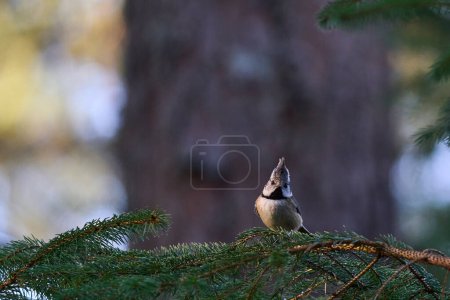 Téléchargez les photos : Crested Tit (Lophophanes cristatus) in a pine forest in the highlands of Scotland, United Kingdom. - en image libre de droit