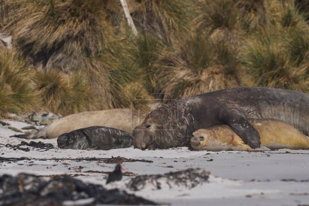 Photo for Southern Elephant Seals (Mirounga leonina) mating on a sandy beach on Sealion Island in the Falkland Islands. - Royalty Free Image